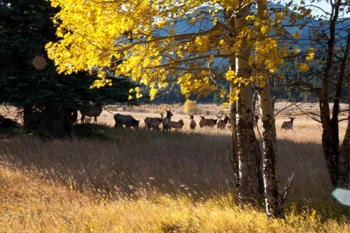 Fall Color along Bear Lake Road