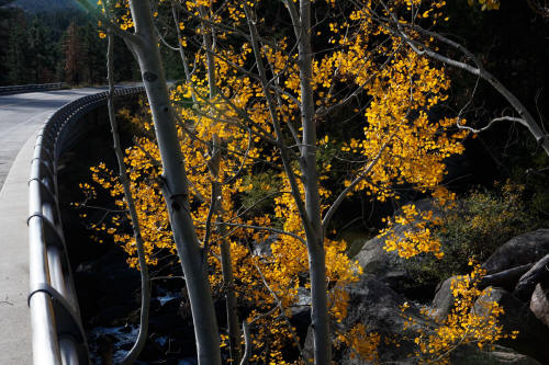 Fall Color along Bear Lake Road