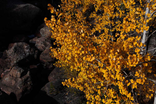 Fall Color along Bear Lake Road