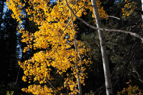 Fall Color along Bear Lake Road