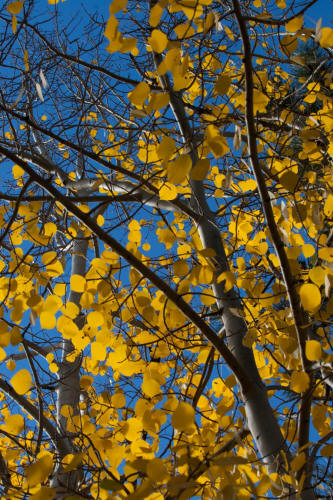 Fall Color along Bear Lake Road