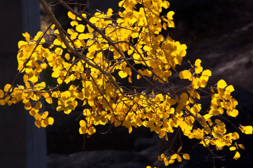 Fall Color along Bear Lake Road