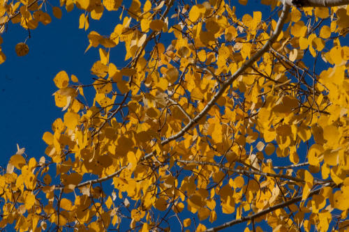 Fall Color along Bear Lake Road