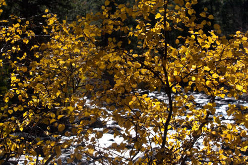 Fall Color along Bear Lake Road