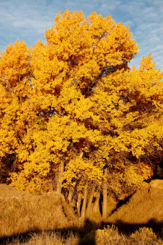 Fall Cottonwood 