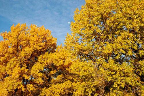 Fall Cottonwood