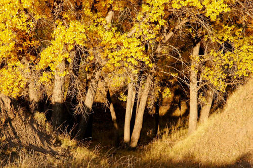 Fall Cottonwood