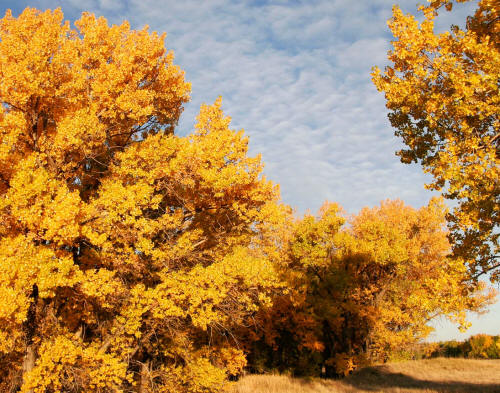 Fall Cottonwood