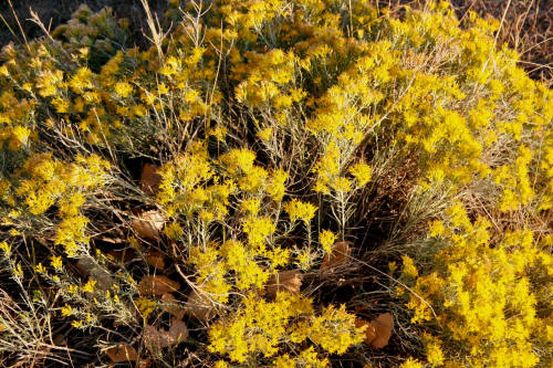 Rabbitbrush