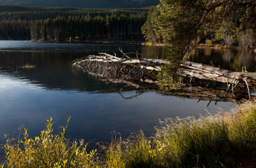 Sprague Lake Sunrise