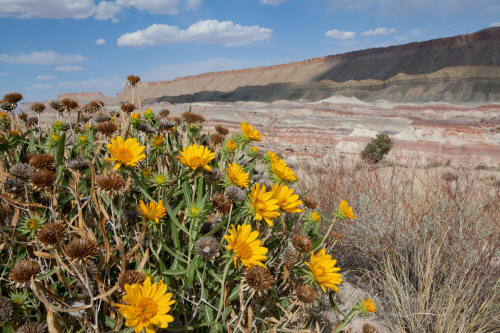 Bentonite Hills