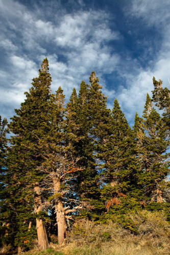 Cedar Breaks 