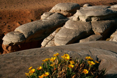 Cap Rock and Mules Ears