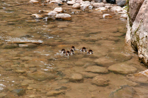 Zion Narrows Ducklings