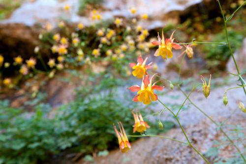 Zion Narrows Wildflowers