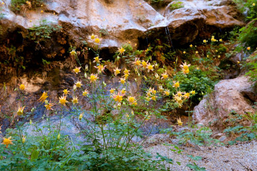 Zion Narrow Wildflowers