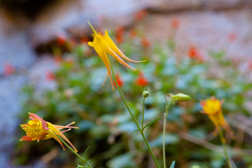 Zion Narrows Wildflowers